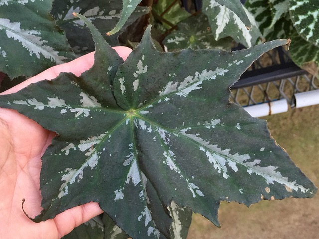 B. ‘Starfolia’